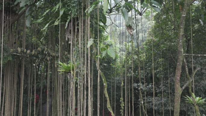 4K-Log-航拍热带雨林，海南万年神树