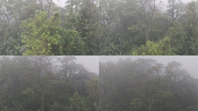 4K-Log-航拍热带雨林，海南百花岭