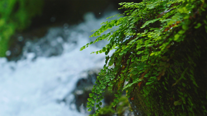 原始森林瀑布河流溪水蕨类植物大合集