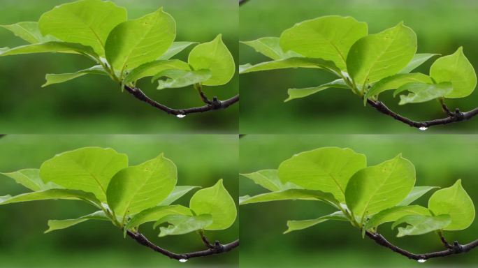 春意怏然  春雨  枝芽嫩叶