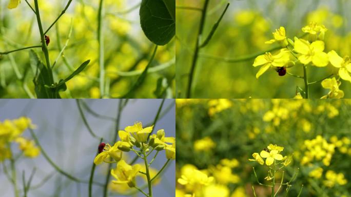 油菜花上的昆虫 甲壳虫展翅 蜜蜂采蜜