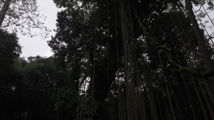 4K-Log-航拍热带雨林，海南万年神树