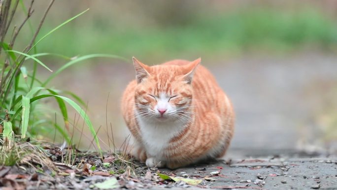 野外猫咪休息的视频