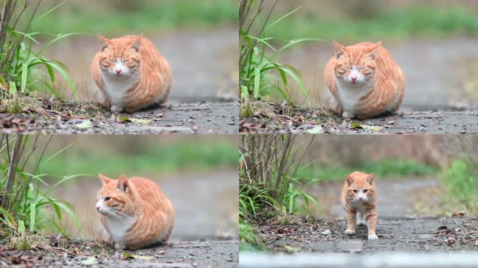 野外猫咪休息的视频