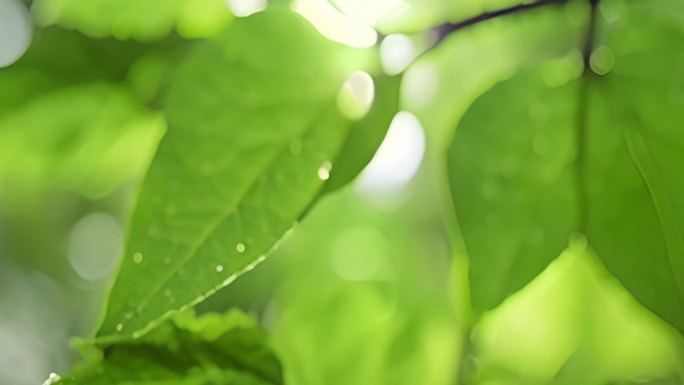 阳光 雨露 绿叶