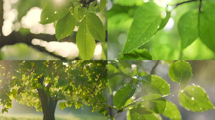 阳光 雨露 绿叶