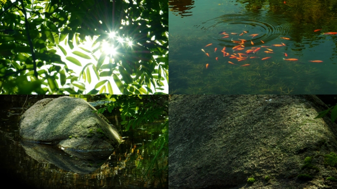 树叶光影 树叶倒影