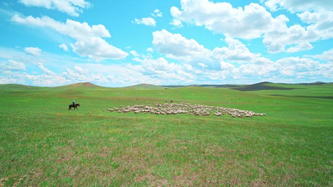 呼伦贝尔大草原的牛群 羊群 马群