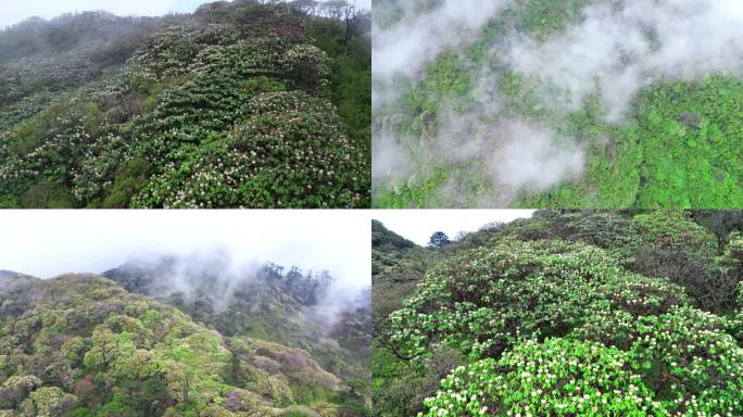 杜鹃云海山云雾生态大自然晨雾山川山林雾