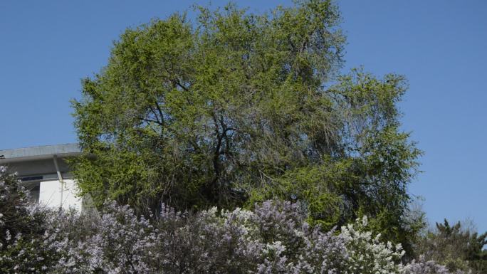 空镜春日仰拍阳光照耀丁香花和大树