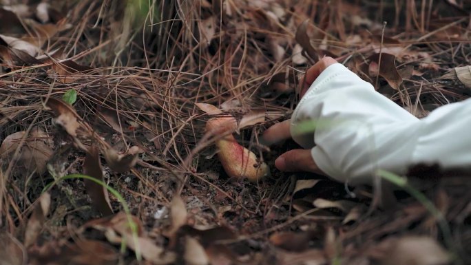 云南采摘见手青牛肝菌野生菌子镜头素材