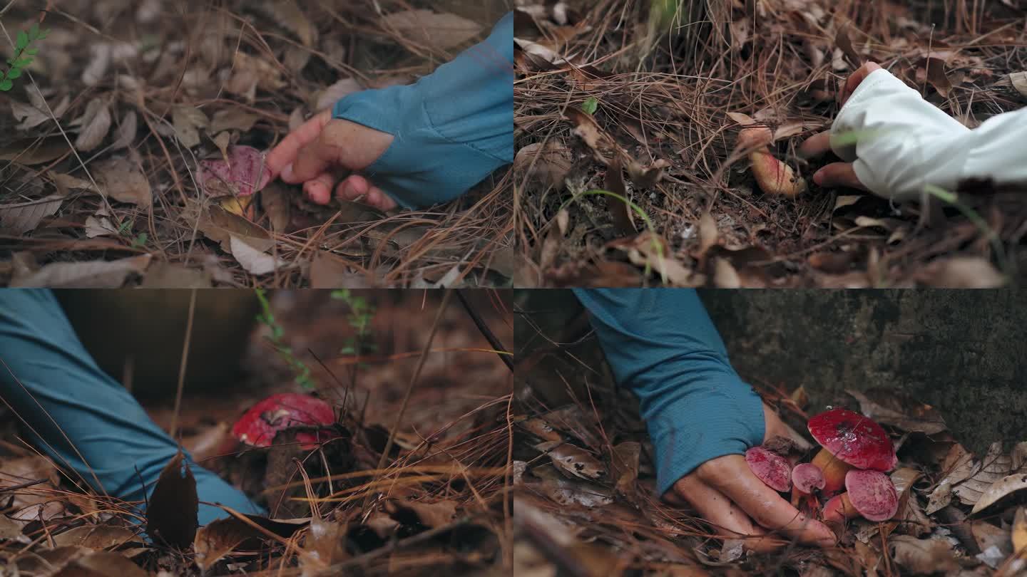 云南采摘见手青牛肝菌野生菌子镜头素材