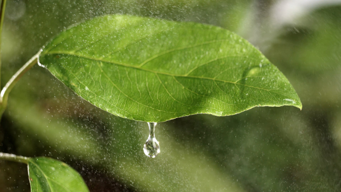 自然水滴树叶绿叶生态环境低碳环保雨后淡水