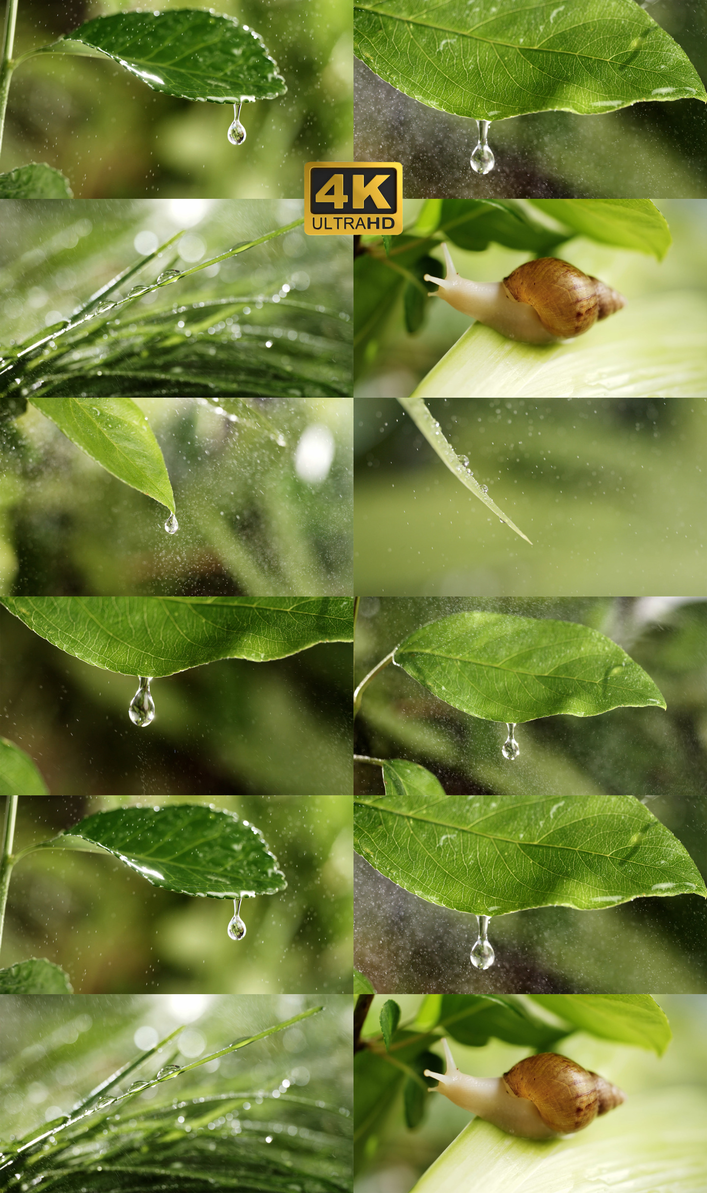 自然水滴树叶绿叶生态环境低碳环保雨后淡水