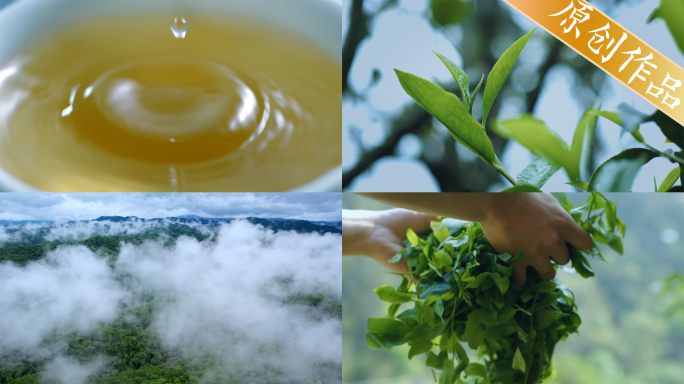 4k普洱茶茶芽采茶摊晾制茶泡茶茶汤倒茶水