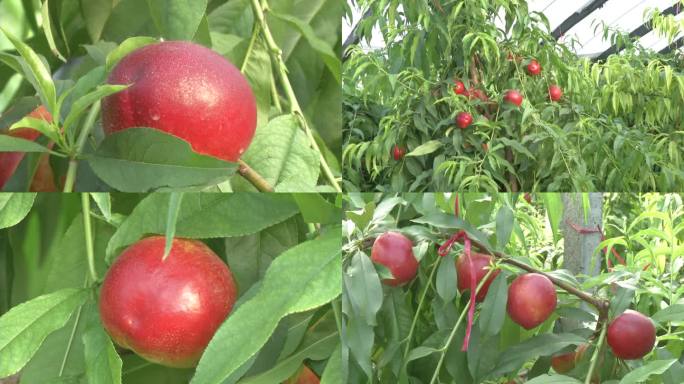大棚 油桃树 桃子成熟期 红色油桃 枝叶