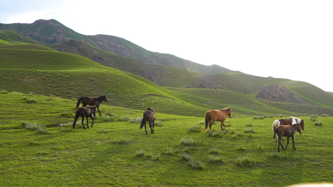 新疆天山牧场牧马
