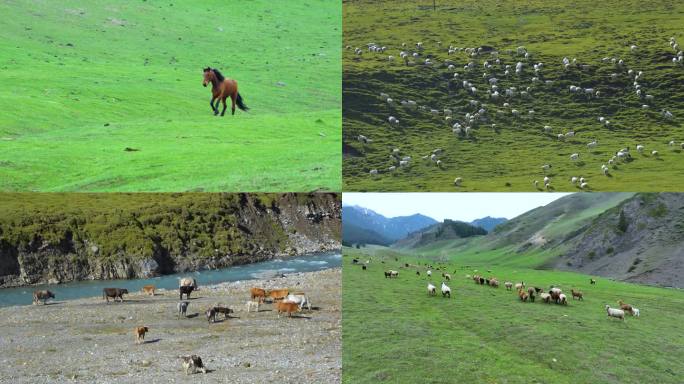 新疆天山牧场牧马