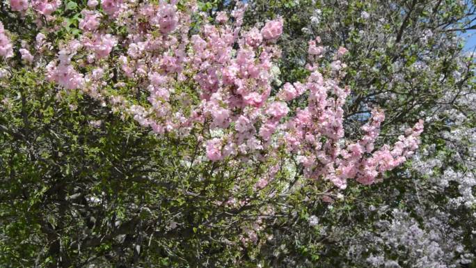 空镜阳光下粉色花树