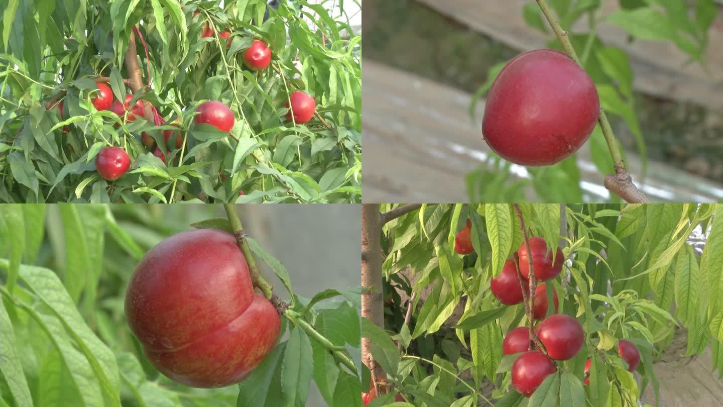 大棚 油桃树 桃子成熟期 红色油桃 枝叶