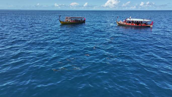 马尔代夫海豚群