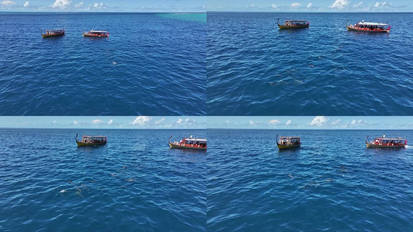 马尔代夫海豚群