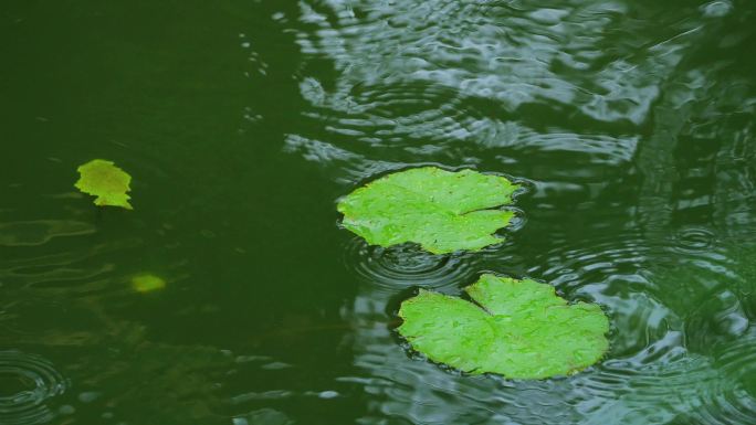 谷雨清明的雨滴