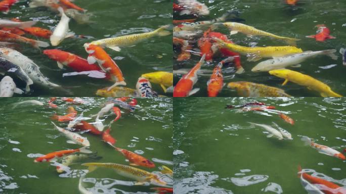4k-观赏鱼红鲤鱼锦鲤鱼池