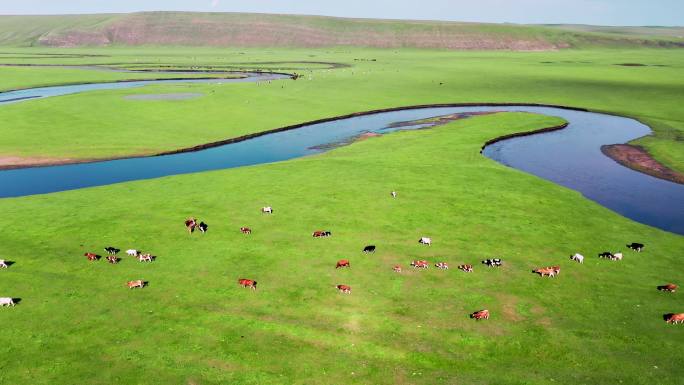 呼伦贝尔大草原 莫尔格勒 牛群 羊群 河