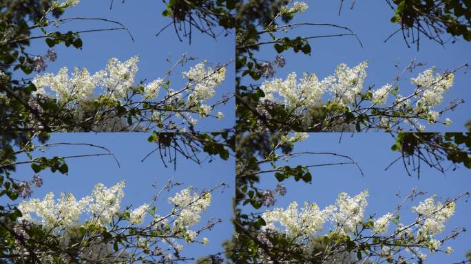 空镜春日仰拍阳光照耀白色丁香花