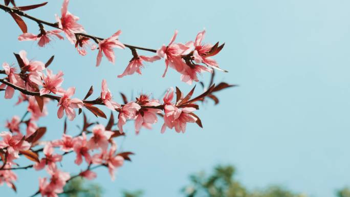 花朵在微风中摇曳生姿