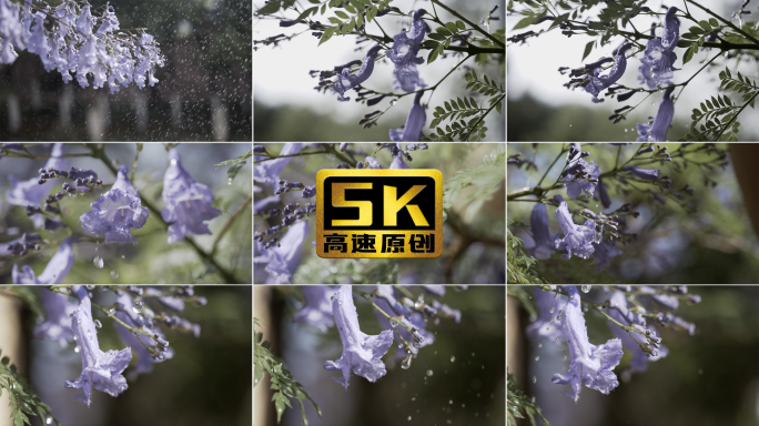 5K-雨中绽放的蓝花楹，蓝花楹花朵