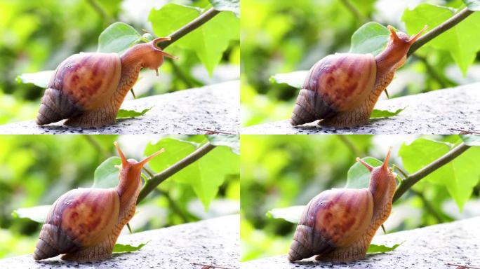 可爱治愈的蜗牛微观软体动物进食树叶