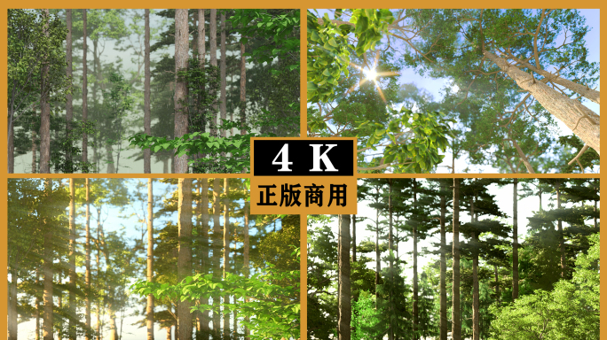 空镜自然生态森林氧吧4K视频