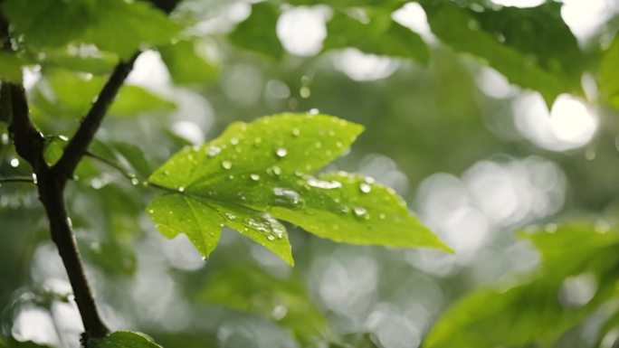 阳光 雨露 植物叶片