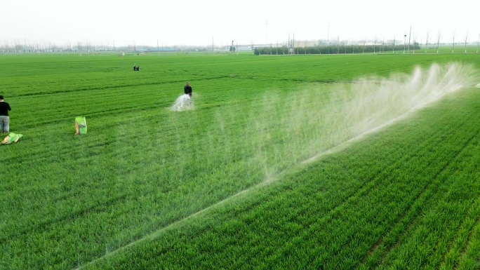航拍农民在春天的麦田给麦子浇水