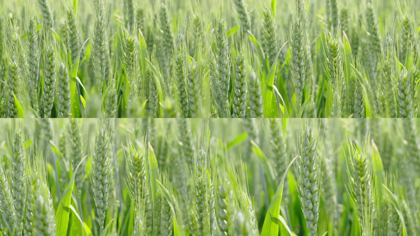 绿色小麦麦穗小满芒种时节