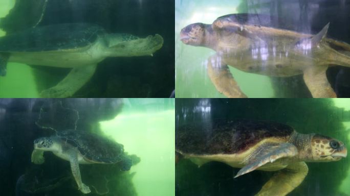 4k-水族馆海龟观赏鱼