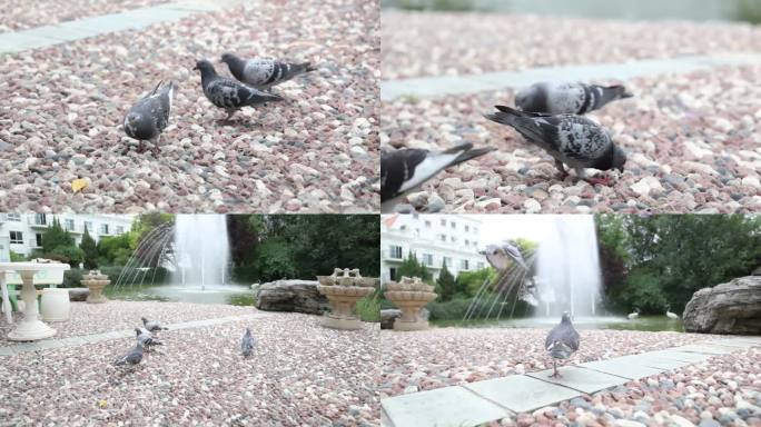 近距离升格拍摄鸽子进食飞舞