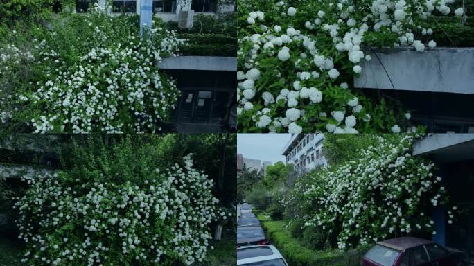 大片绣球花墙