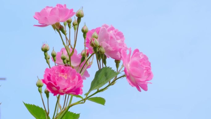 春天唯美蔷薇花鲜花花开浪漫