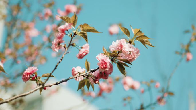 蓝天下的花朵