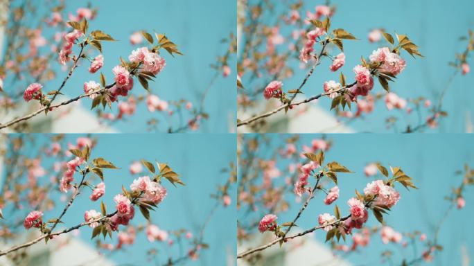 蓝天下的花朵