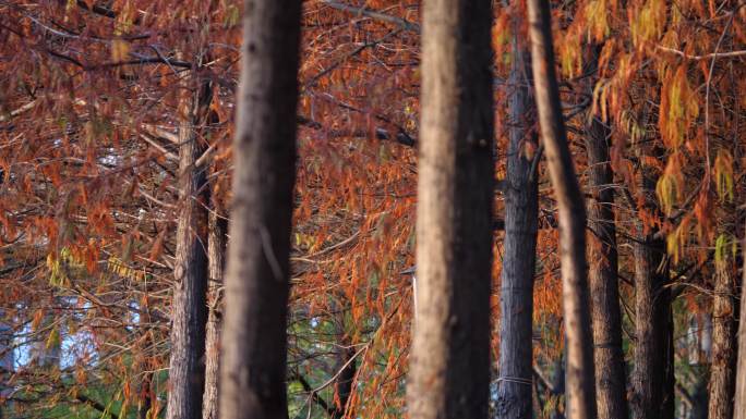 秋天的水杉林金色的树叶过冬的鸟