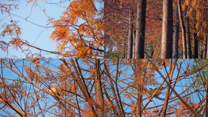 秋天的水杉林金色的树叶过冬的鸟