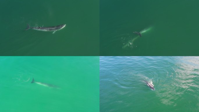 4K航拍布氏鲸鱼