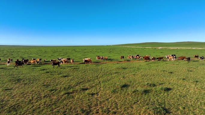航拍草原动物牛内蒙古大红山动态绿水蓝天