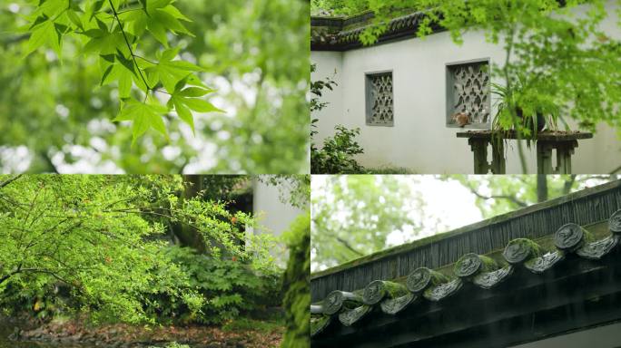 初夏雨中园林景观