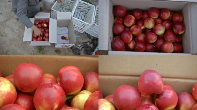 油桃成熟 红色油桃 装箱 油桃外观 颜色