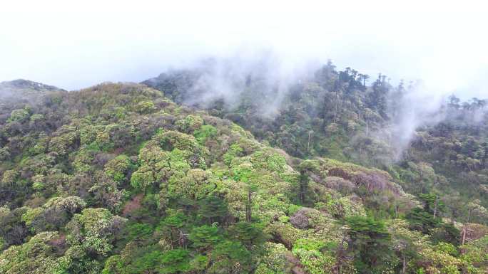 森林大自然流水风景树林山水自然山山川